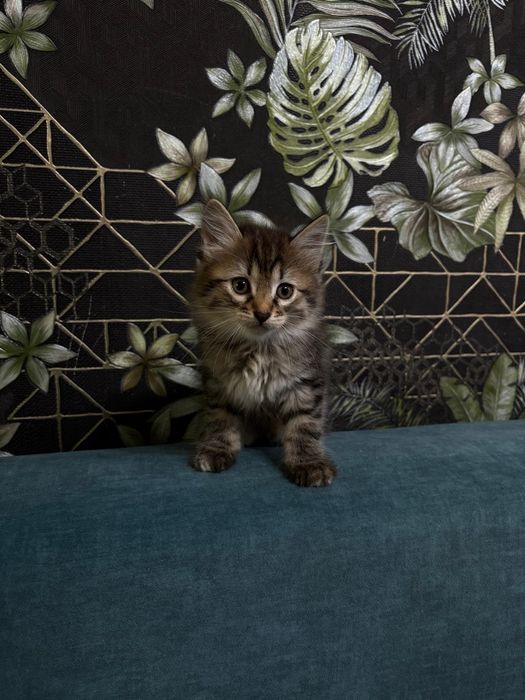 Котята курильского бобтейла