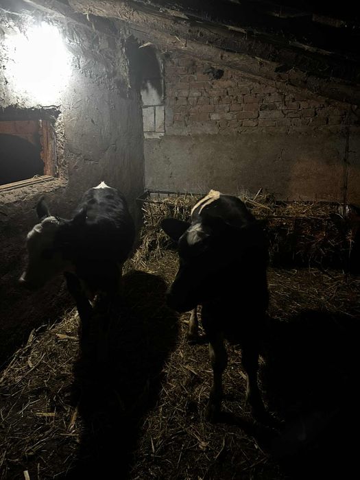 Vând doua vitei (femele)