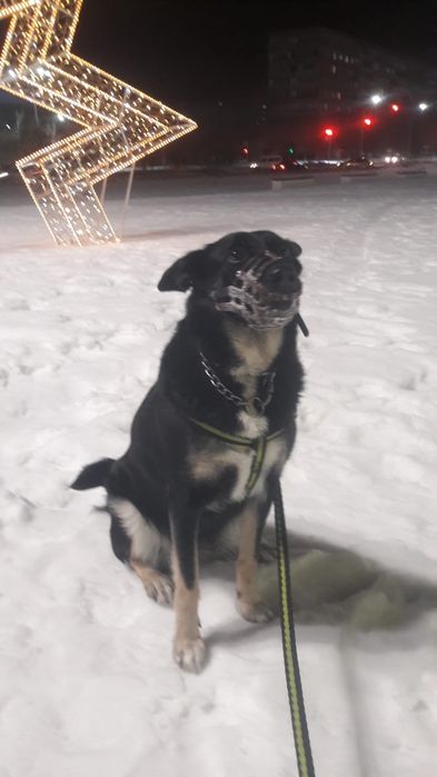 Отдам собаку в хорошие руки