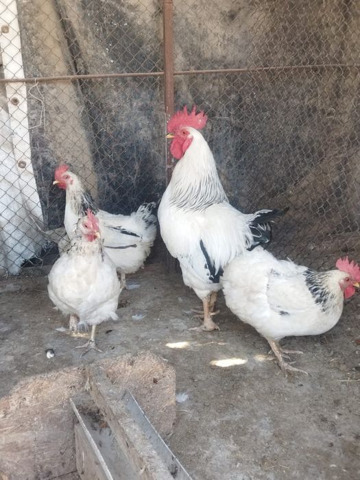 Продам куры домашние
