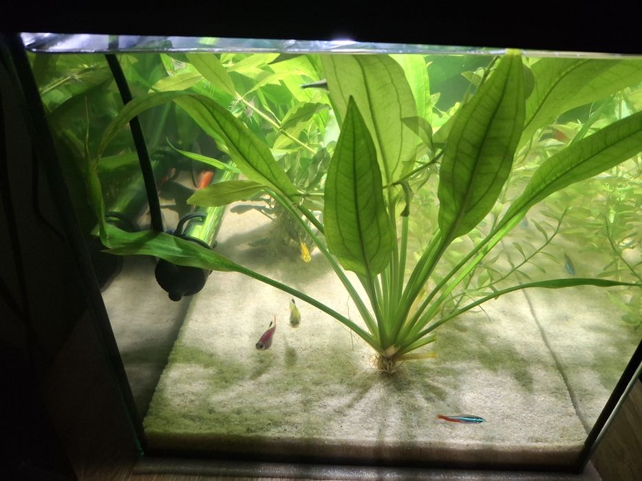 Acvariu 60L impecabil