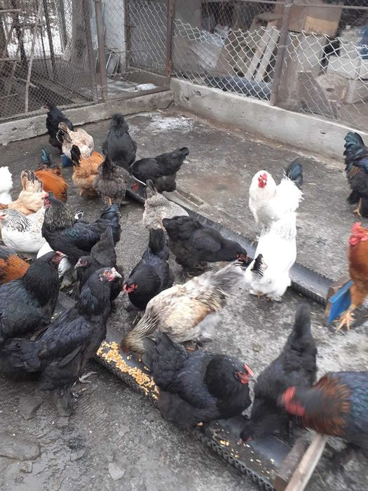 ПРОДАМ петухов      .