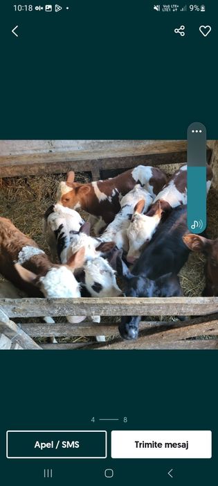 Vând vitei ofer transport în România