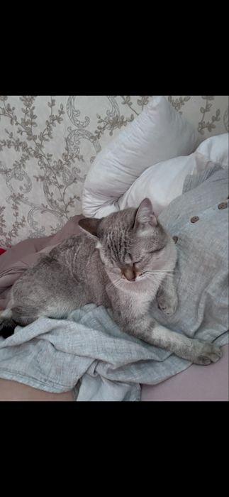 кошка.