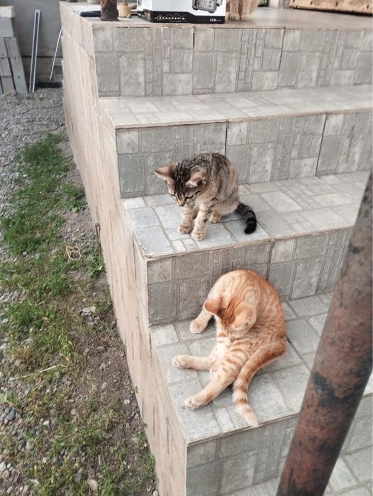 Отдам котят в добрые руки