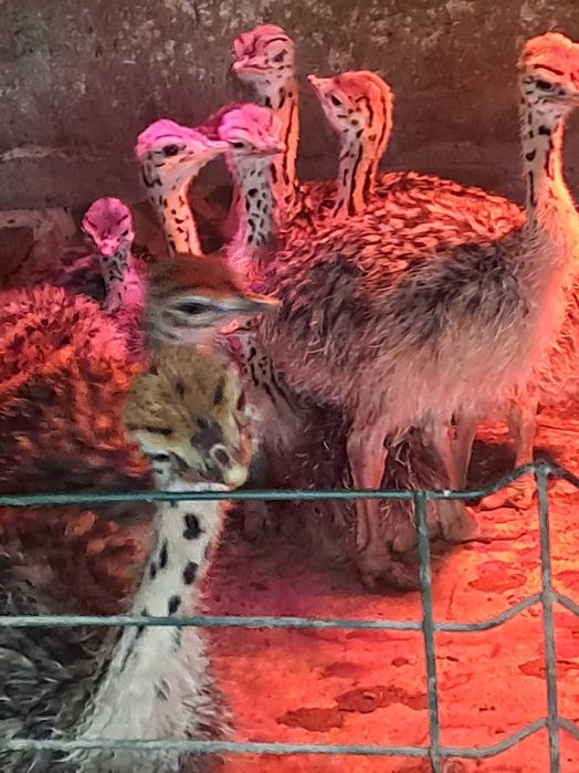 Vand pui de strut african