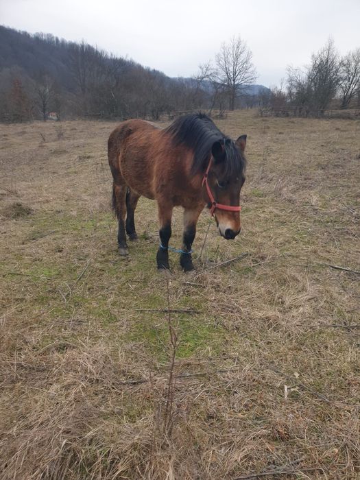 Vind caii la alegere doua iepe si un minz