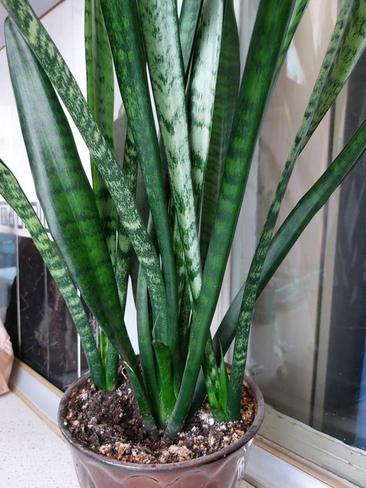 Сансевиерия трехполосая