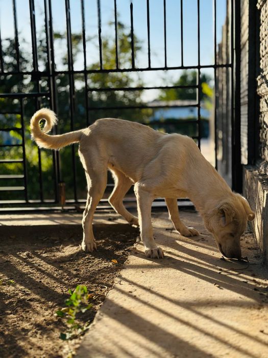 Охана ищет семью.