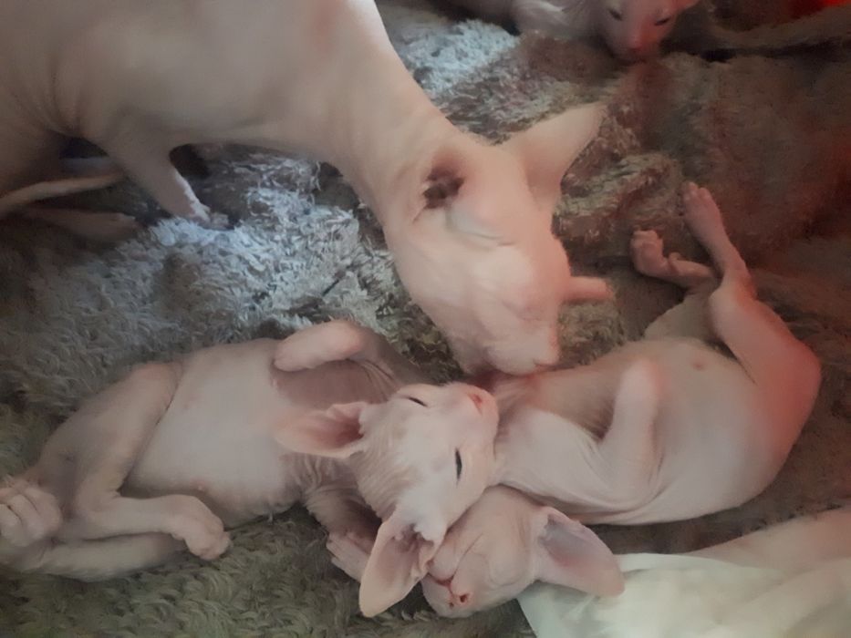 Донской Сфинкс вязка