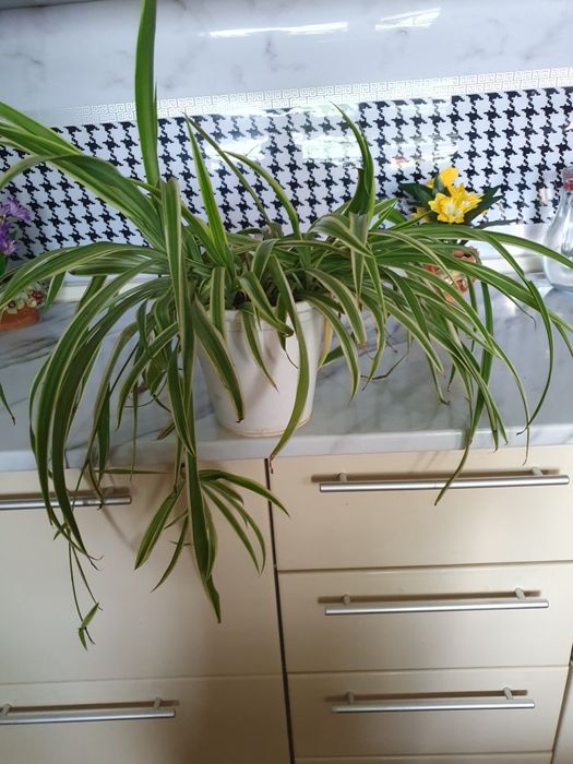 Продам цветы разных видов