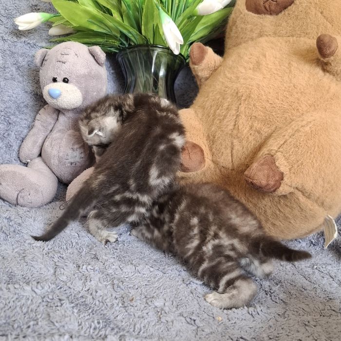 Шотландские вислоухие котята