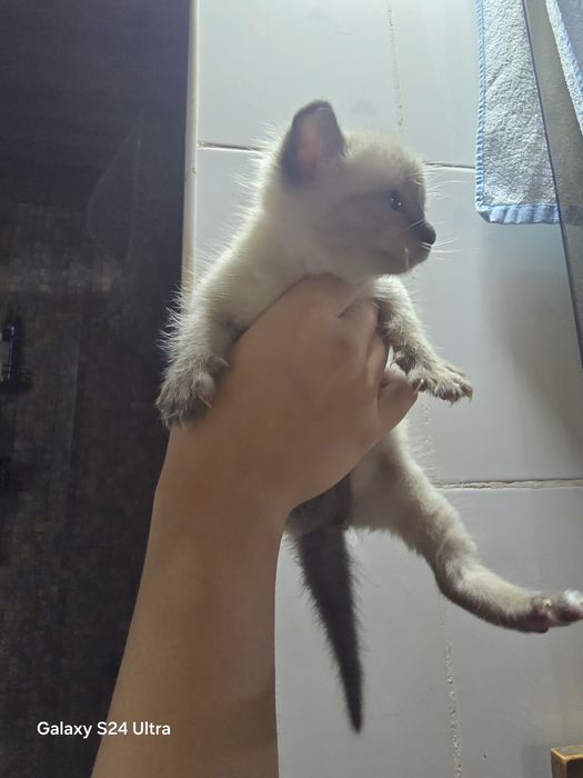 Красивые котята бесплатно!!!