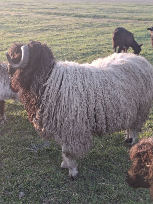 BERBEC ȚURCAN CARABAȘ DE VANZARE  !FOARTE BUN DE PRĂSILĂ !Ieste un exemplar foarte frumos !