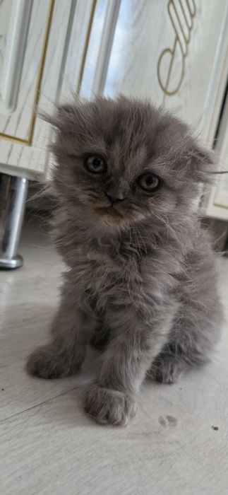 Scottish Fold ва Scottish Straight мушук болалари сотилади