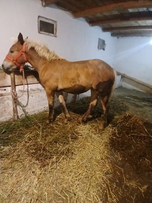 Vând 2 mânze de 5 luni