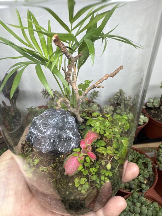 Поодам флорариум со мхом!!!