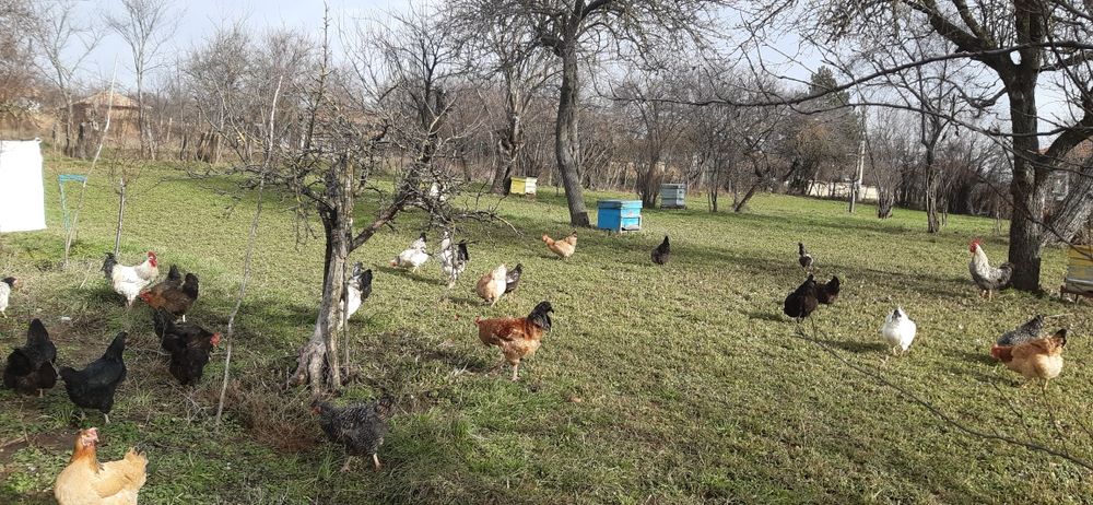 Продавам Петли ( област Търговище)