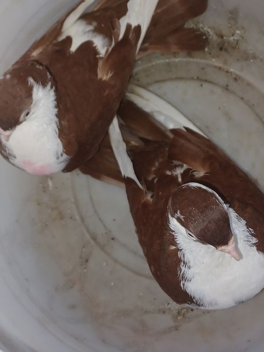 Porumbei gălățeni de zbor și joc de toate culorile