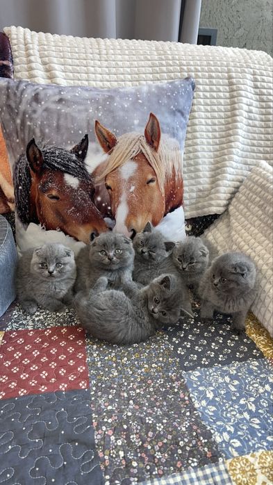 Котета Шотландски Фолд и Котета Британка  Късокосместа