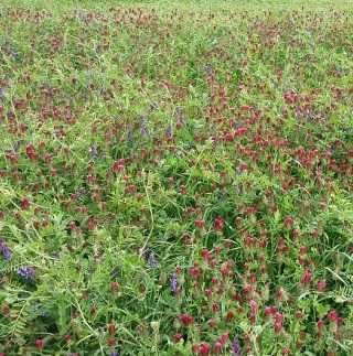 Borceag cu mazariche si trifoi pt insilozare / cultura verde