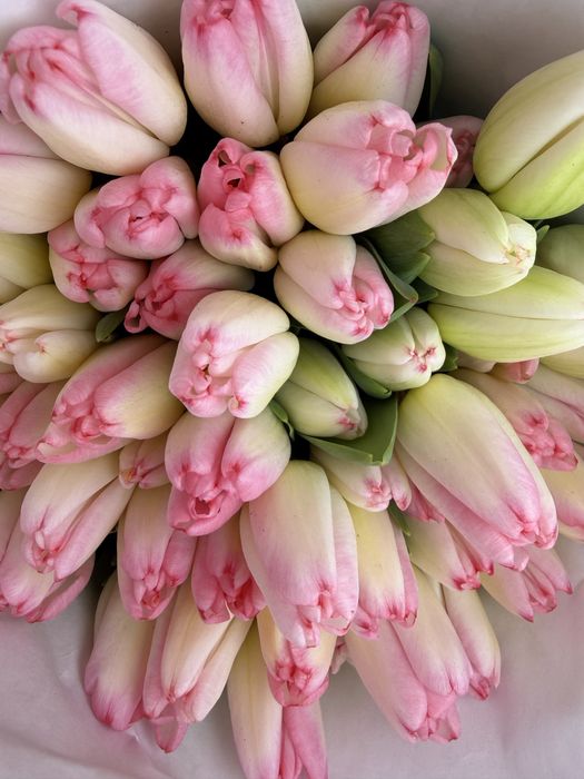 Большие красивые тюльпаны