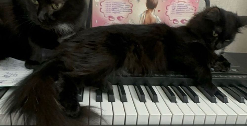 Отдам в добрые руки кошку  2 года