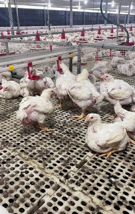 Ferma de puii Piatra Neamț