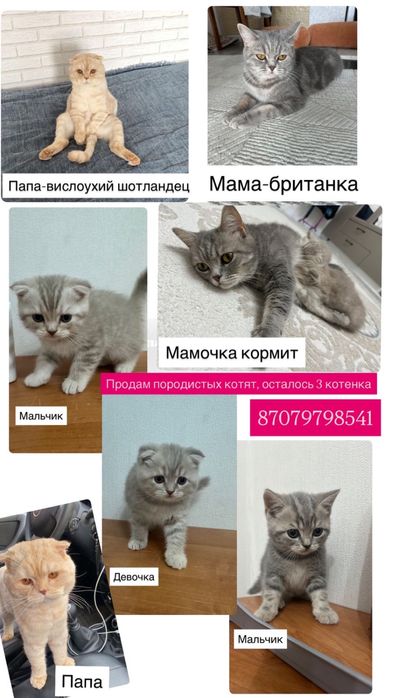 Продам породистых котят