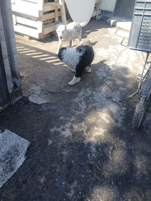 Щенки  мальчики  в добрые ручки