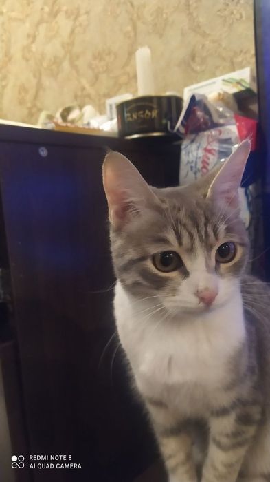 Кошечка котенок в добрые руки