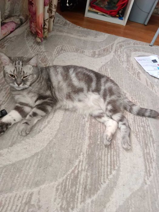 Отдам даром красивую элегантную даму