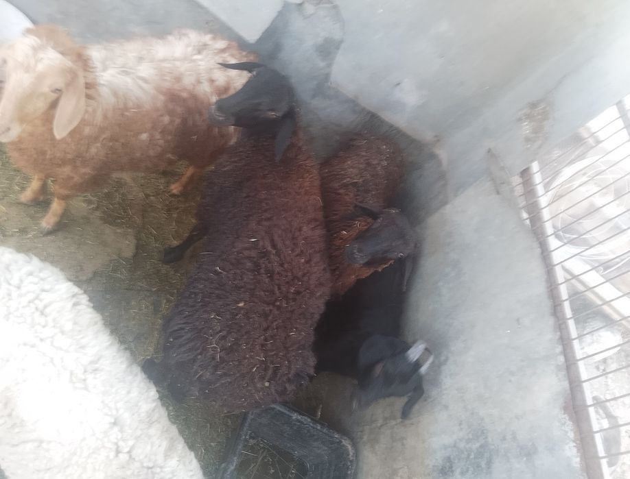 Баран зор алатын болсаңдар жазыңдар