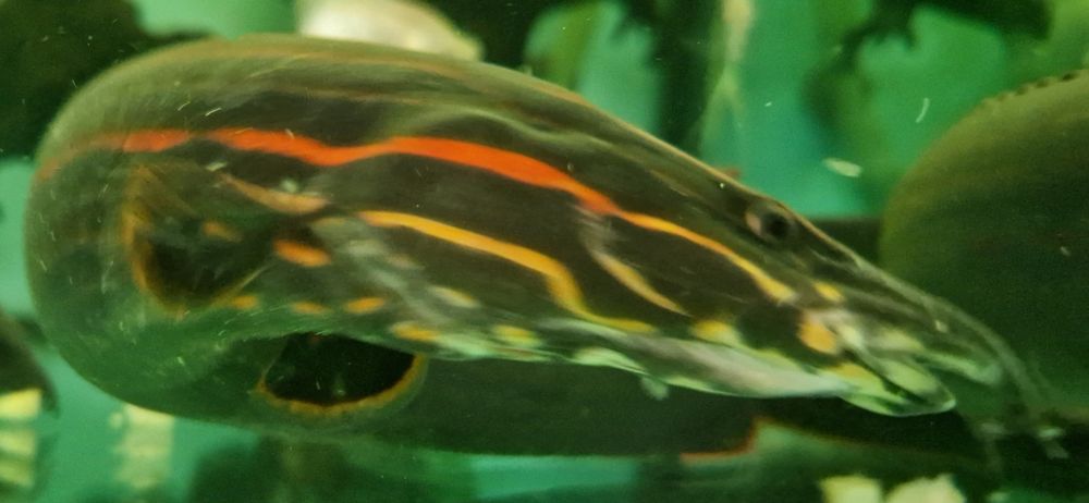 Огнени змиорки чифт.