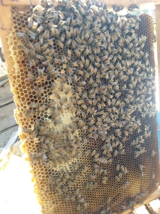 Assalomu alaykum yaxshimisiz kelishamiz