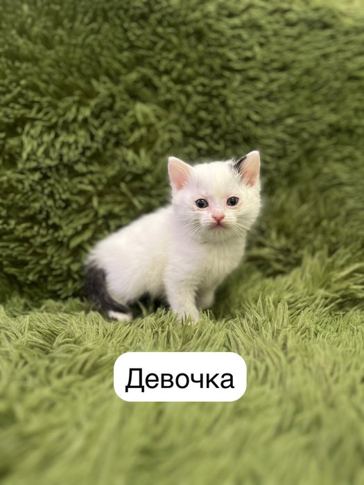 Хорошенькие котята