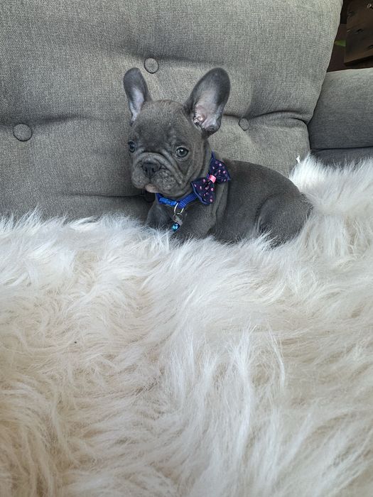 Bulldog francez