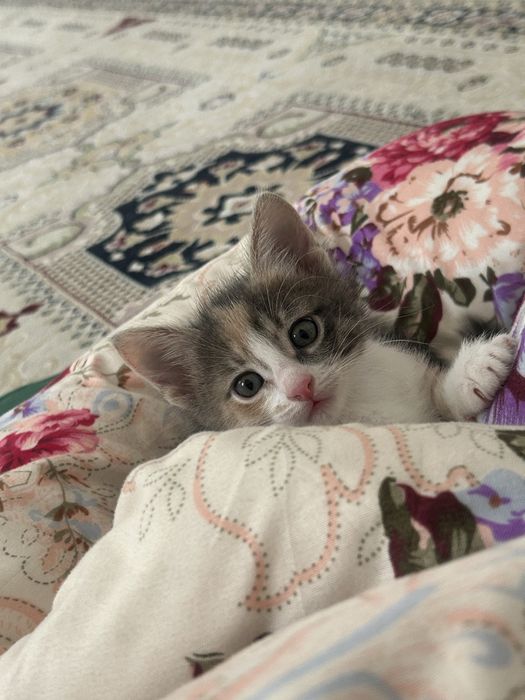 Котенки милашкии