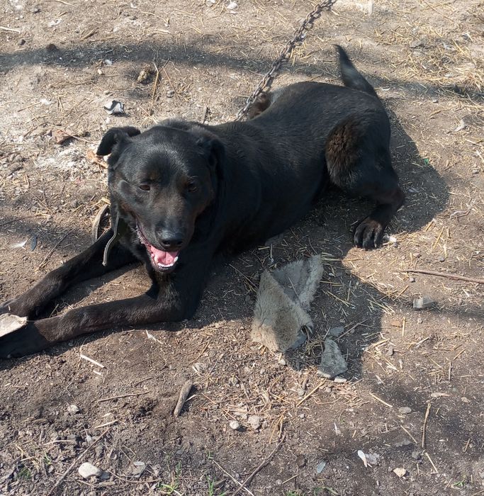 Супер охраник кобель