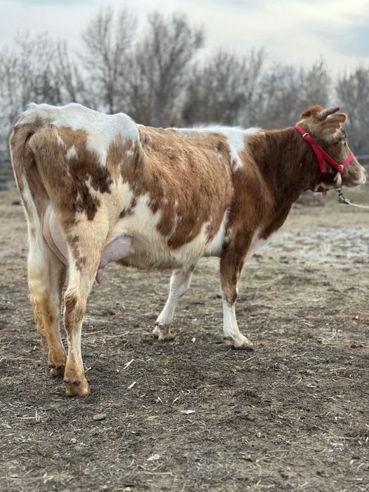 Парода симентал бзаулы сиыр