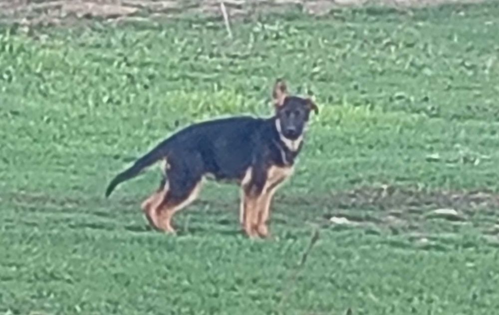 Немски овчарки на 3 месеца