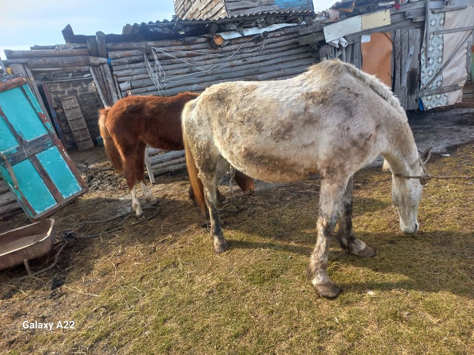 Бие, тай сатылады