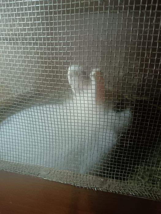 Продам кроликов декоративных.