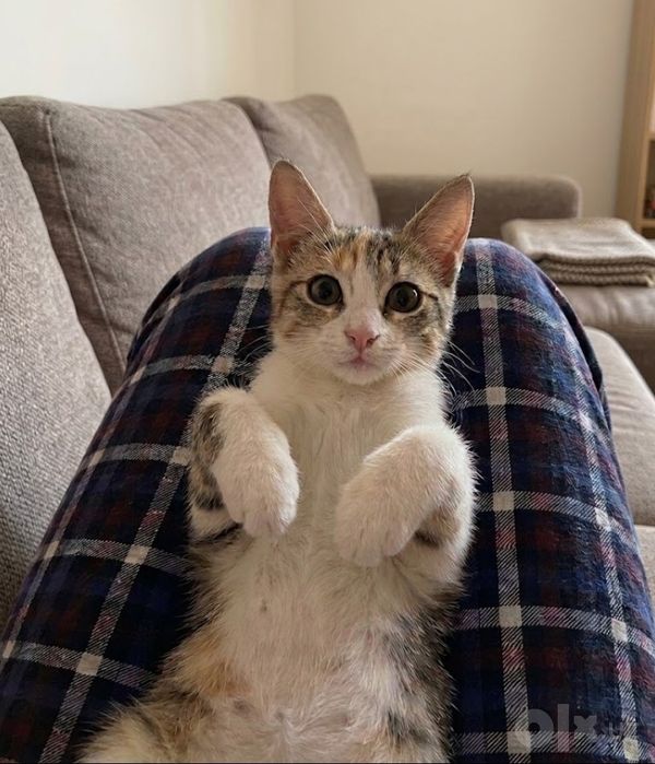 Пристраивается котёнок