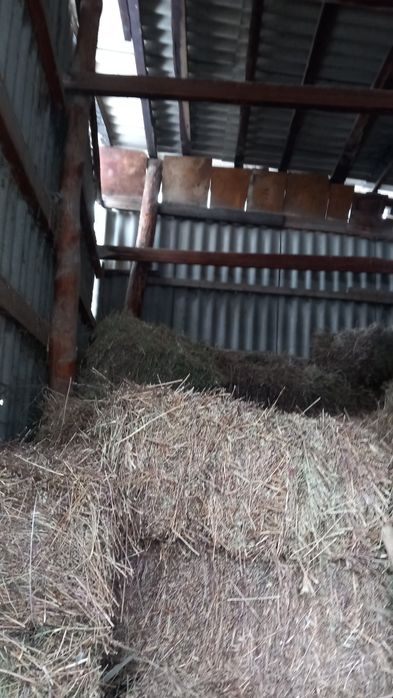 Продам тюки сена