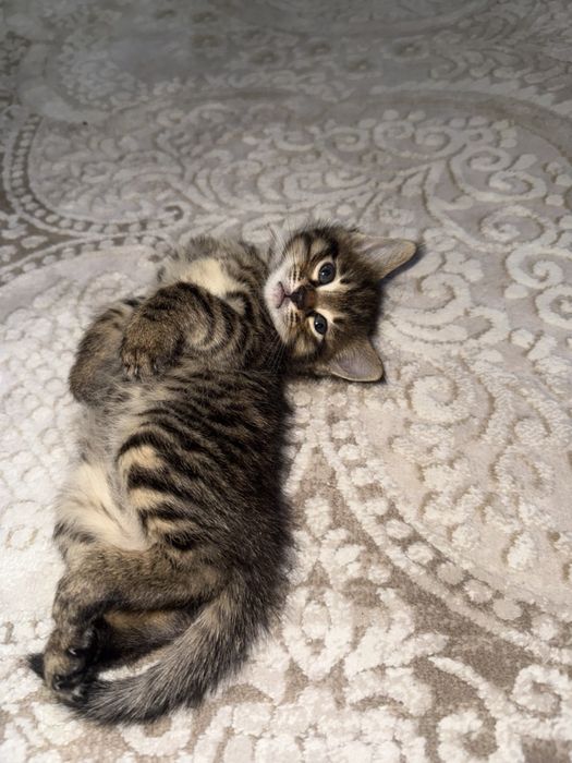 Котята отдам в добрые и ответсвтенные руки