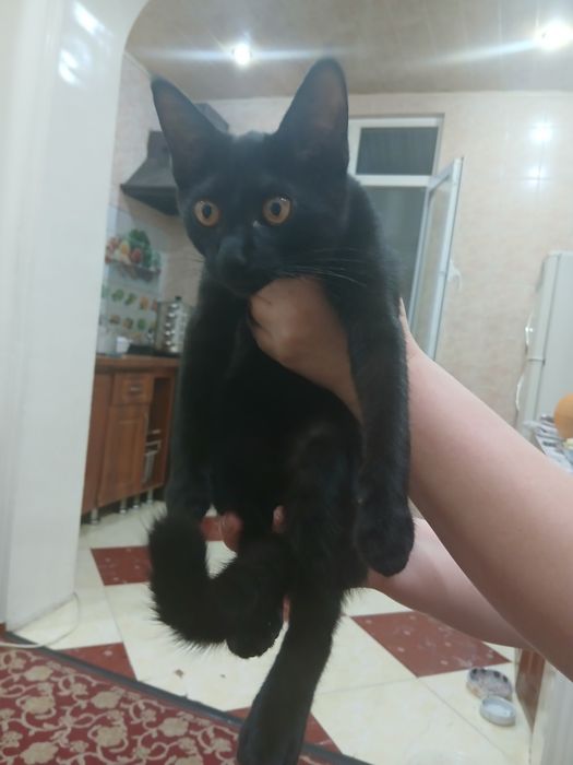 котёнок, девочка