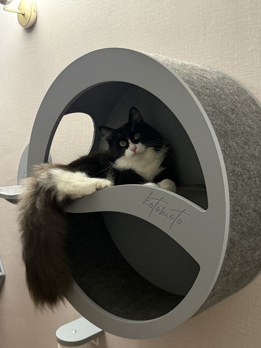 Ищем семью коту