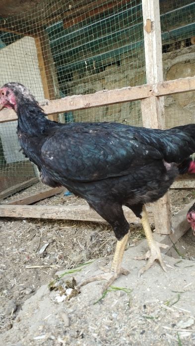 Шамо дакан товук тухумлари сотилади