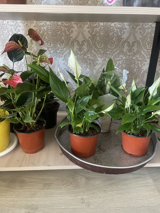 Аглоанемы ,Зеленыи доллор,Монстеры